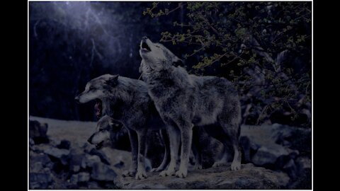 Хроники геноцида Белой Расы 12.08.19