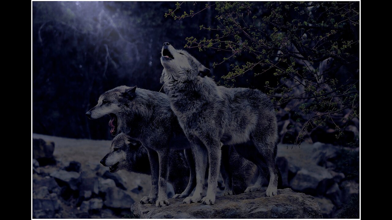 Хроники геноцида Белой Расы 12.08.19