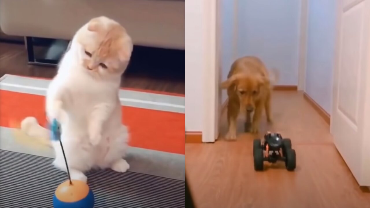 💗Cute And Funny Pets | Try Not To Laugh To These Pets Compilation💗