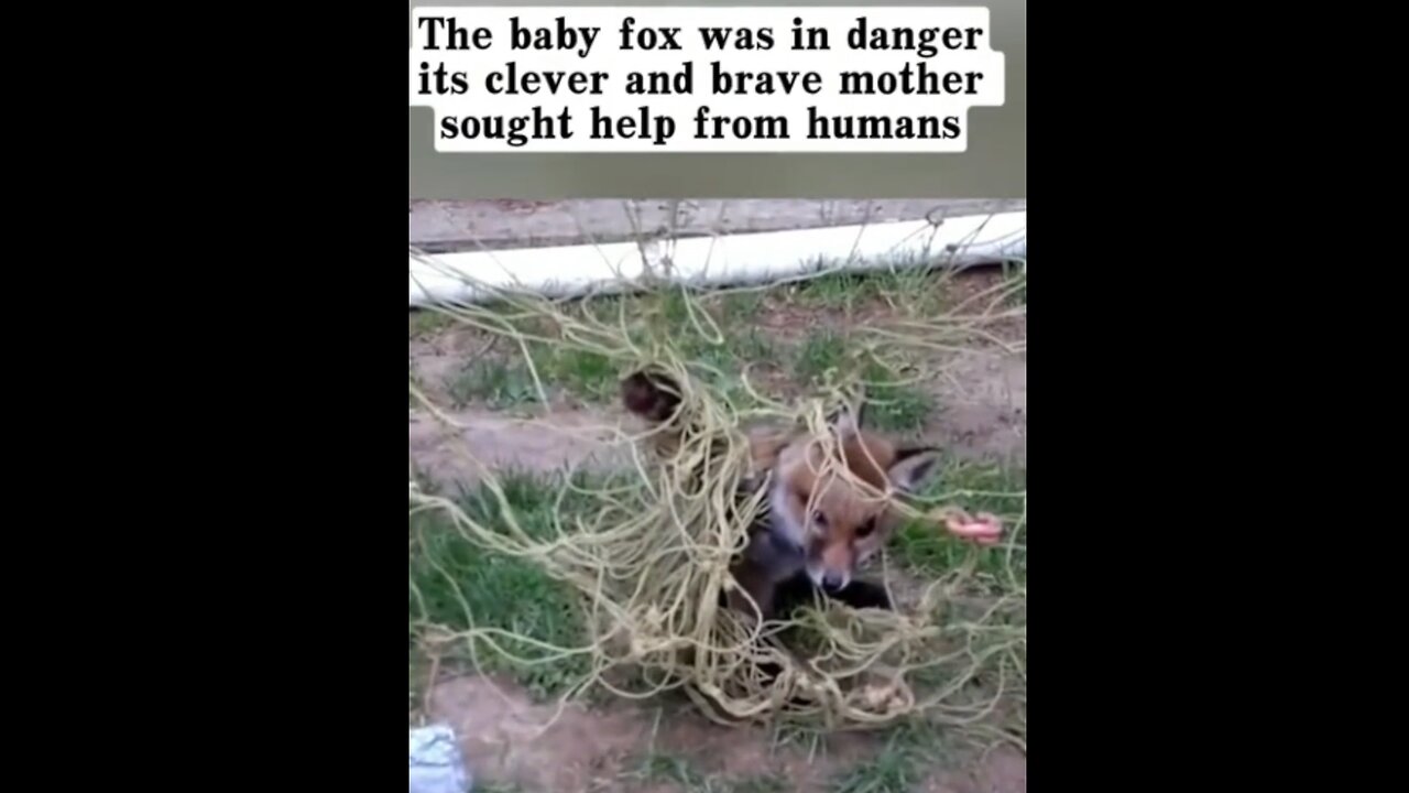 Baby Fox in Danger