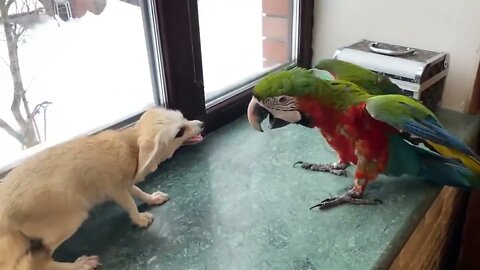 Parrot🦜Pulled🦊Fox Cub's Ear