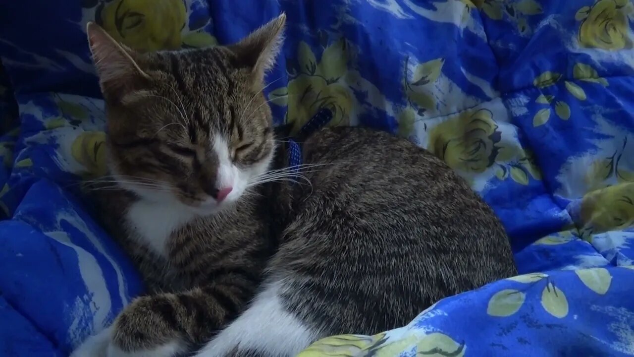 Kitten Sleeps on Picnic Blanket