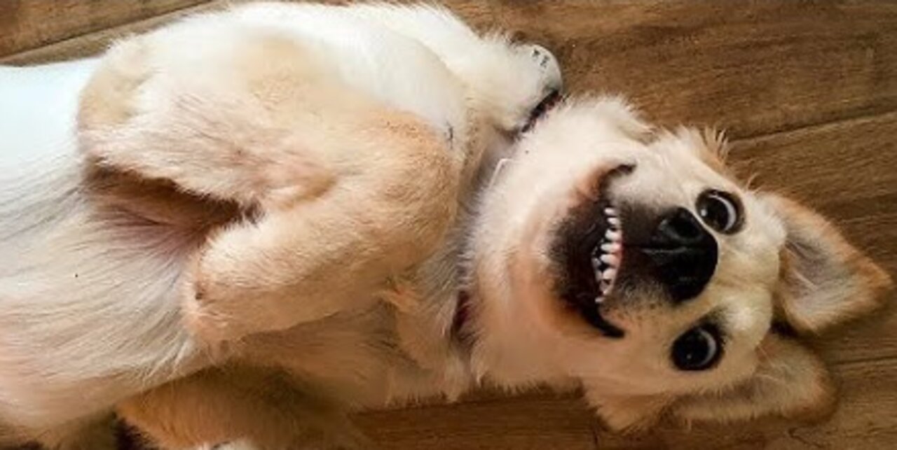 funniest animals🤣😂🐵🙊