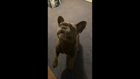 Crazy Frenchbulldog