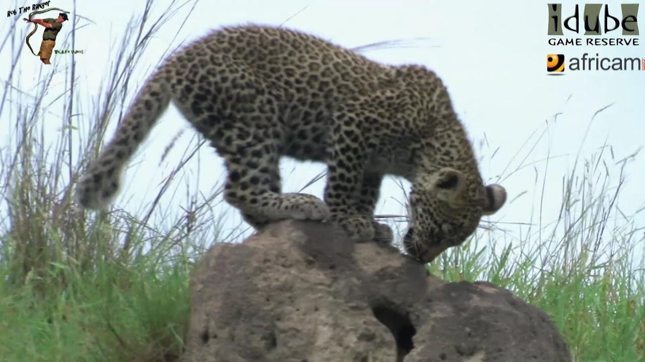 Leopard And Cub - Life Outside The Bushcamp - 7: Playing On a Termite Mound