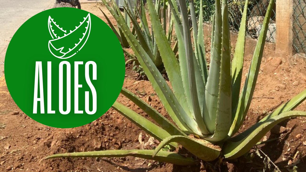 Aloes - dlaczego warto jeść jego miąższ?⏐Dobroczynne wartości⏐Łatwy sposób obierania🌱