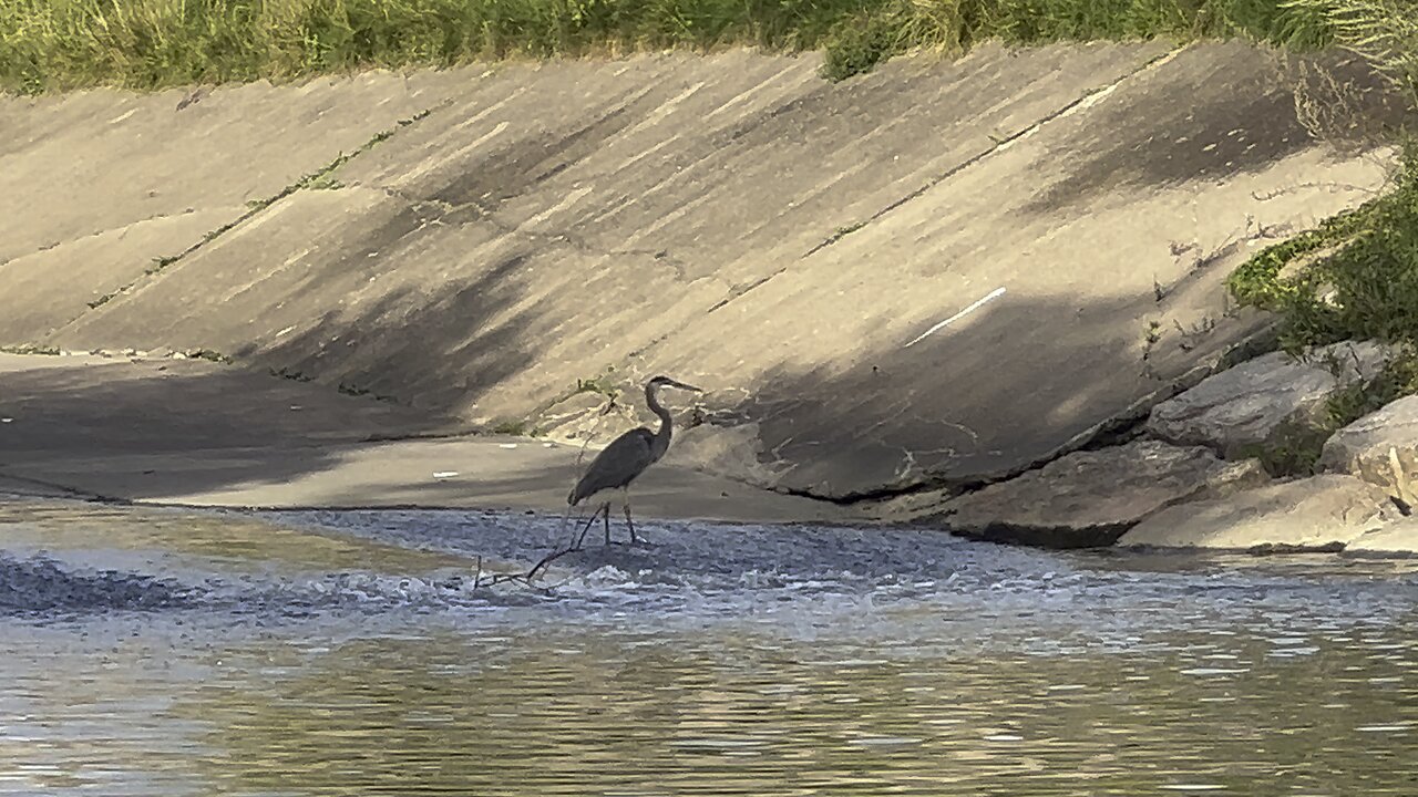Great Blue Heron the toll collector