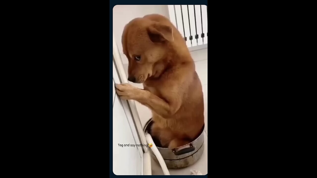 dog funny atutut and experience