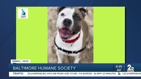 Luna the dog is up for adoption at the Baltimore Humane Society