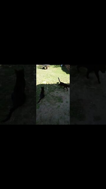 Black cat and Yoda, Two black cats