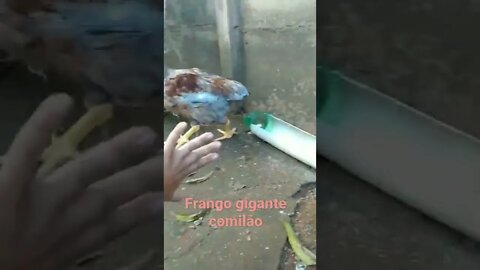 frango gigante comilão