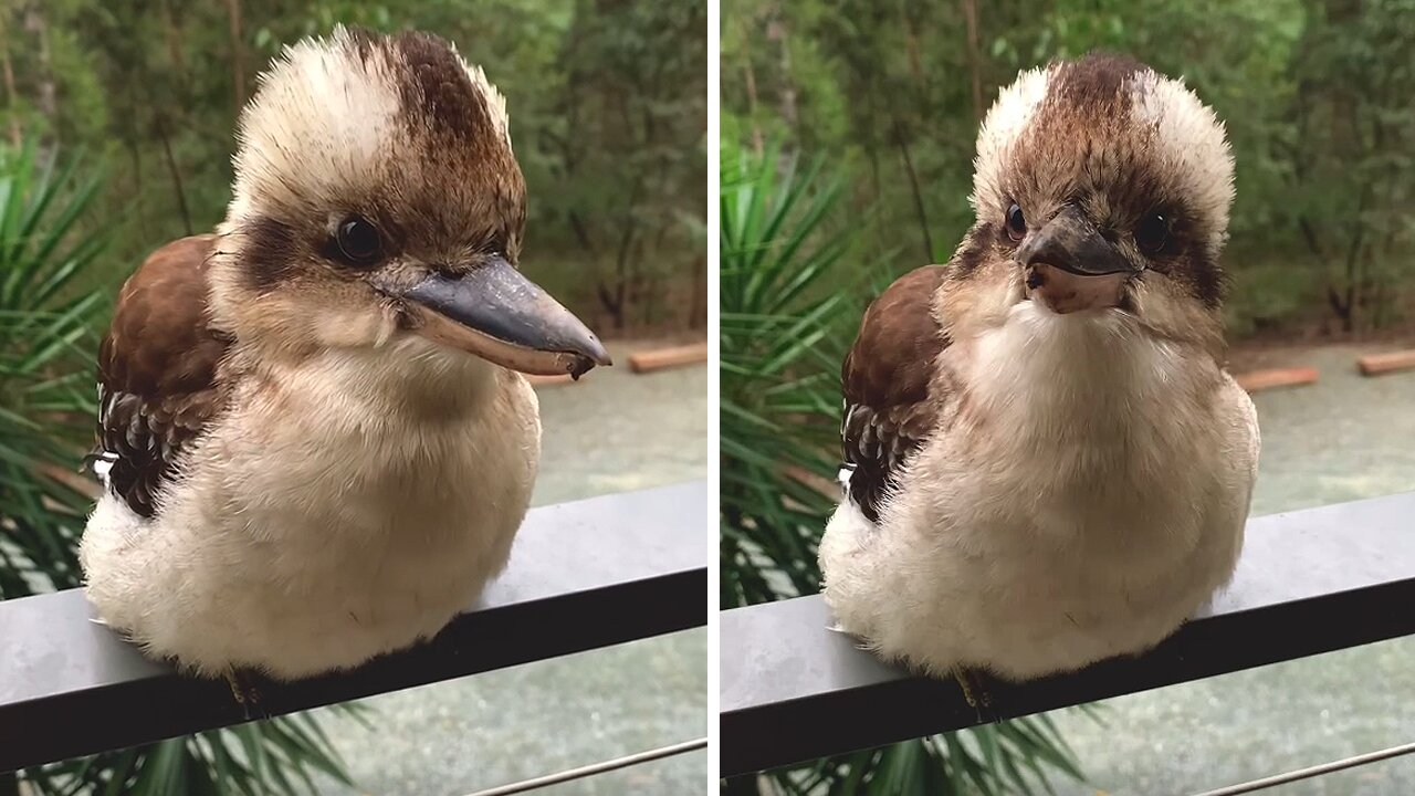 Fluffy kookaburras are super cute when they say "hi"