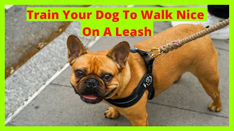 THE BIGGEST MISTAKES YOU CAN MAKE TRAINING YOUR DOG!