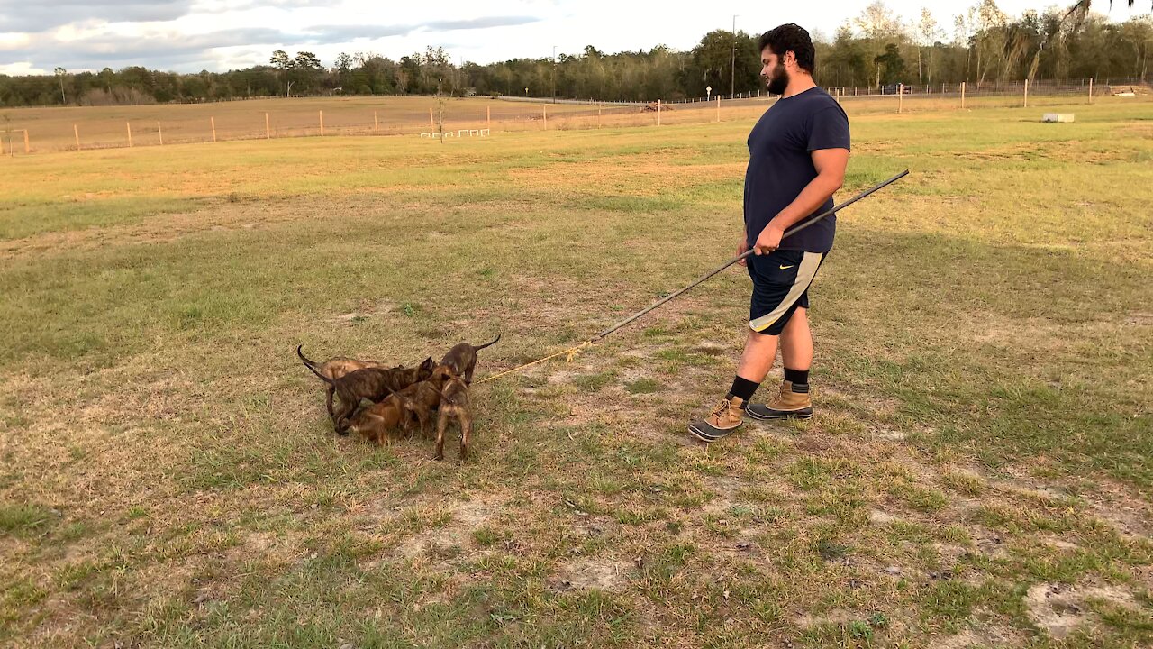 VAK K9 TRAINING CENTER