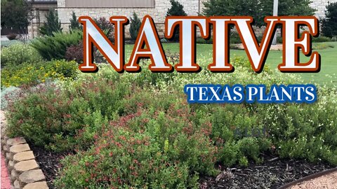 Gardening Native! Seven Texas Native Plants for Your Garden