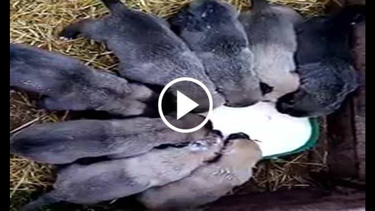 Black Kangal Shepherd Dog Puppies