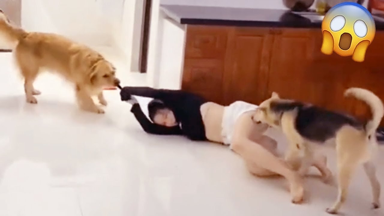 Funny Videos 😂 | Funny Animals. That will make laugh 🤣