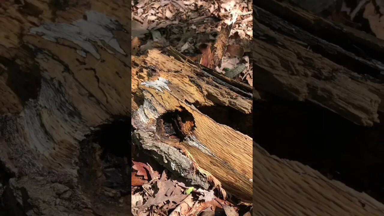 Woodpeckers are amazing. Looks like he used a 2 inch paddle bit!