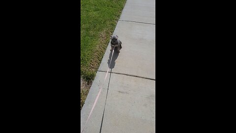 this dog hates walks