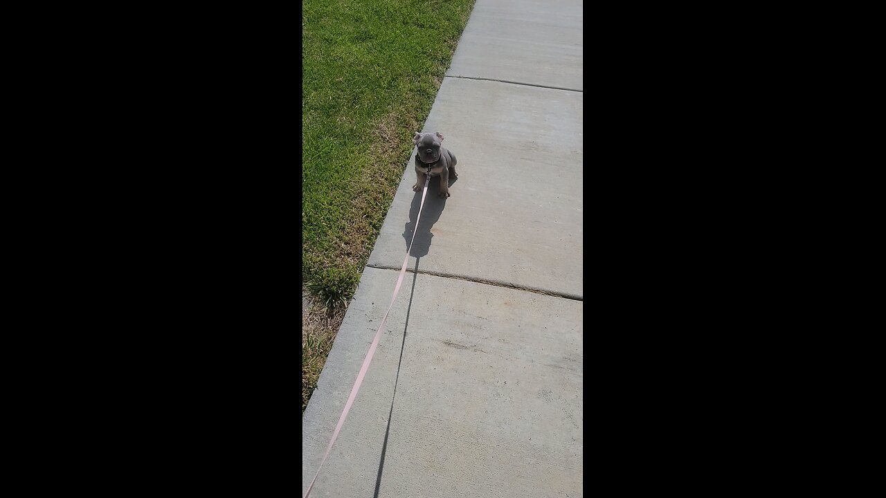 this dog hates walks