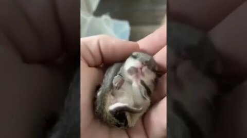 Cute Little Squirrels Sleeping