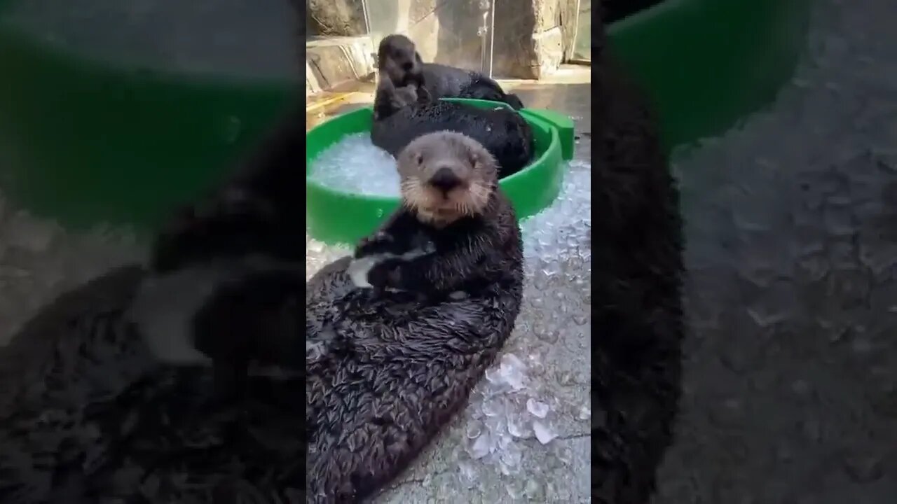 Cuteeeeee 😍🥰🥰🥰🥰🥰🥰🥰Credits given to @lovinganimals.dg (@kp.assionate @jessleedb)