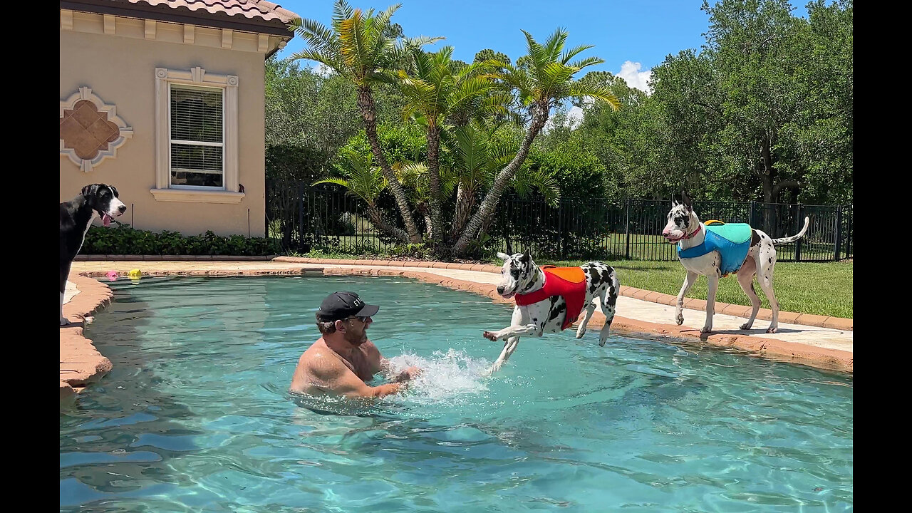 Funny Great Dane sisters love cannonball diving onto dad