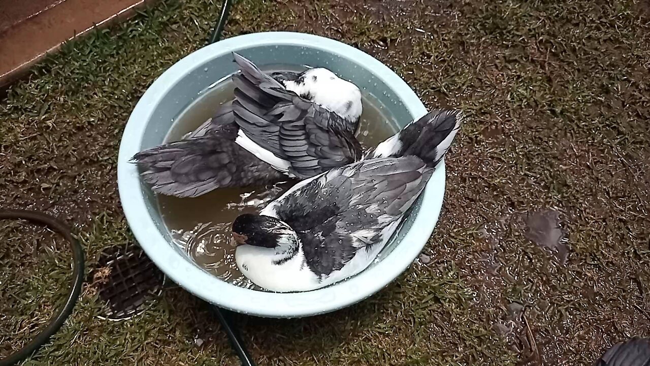 Muscovy ducks sharing bath tub