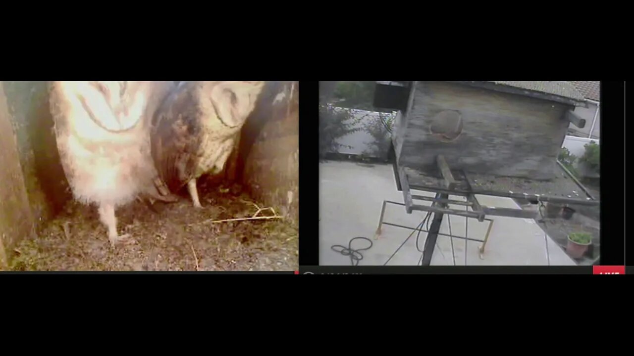 At 5:15 am obt all 5 owlets were home. hen I left at 7:25 am obt there were still 5. 5-10-20