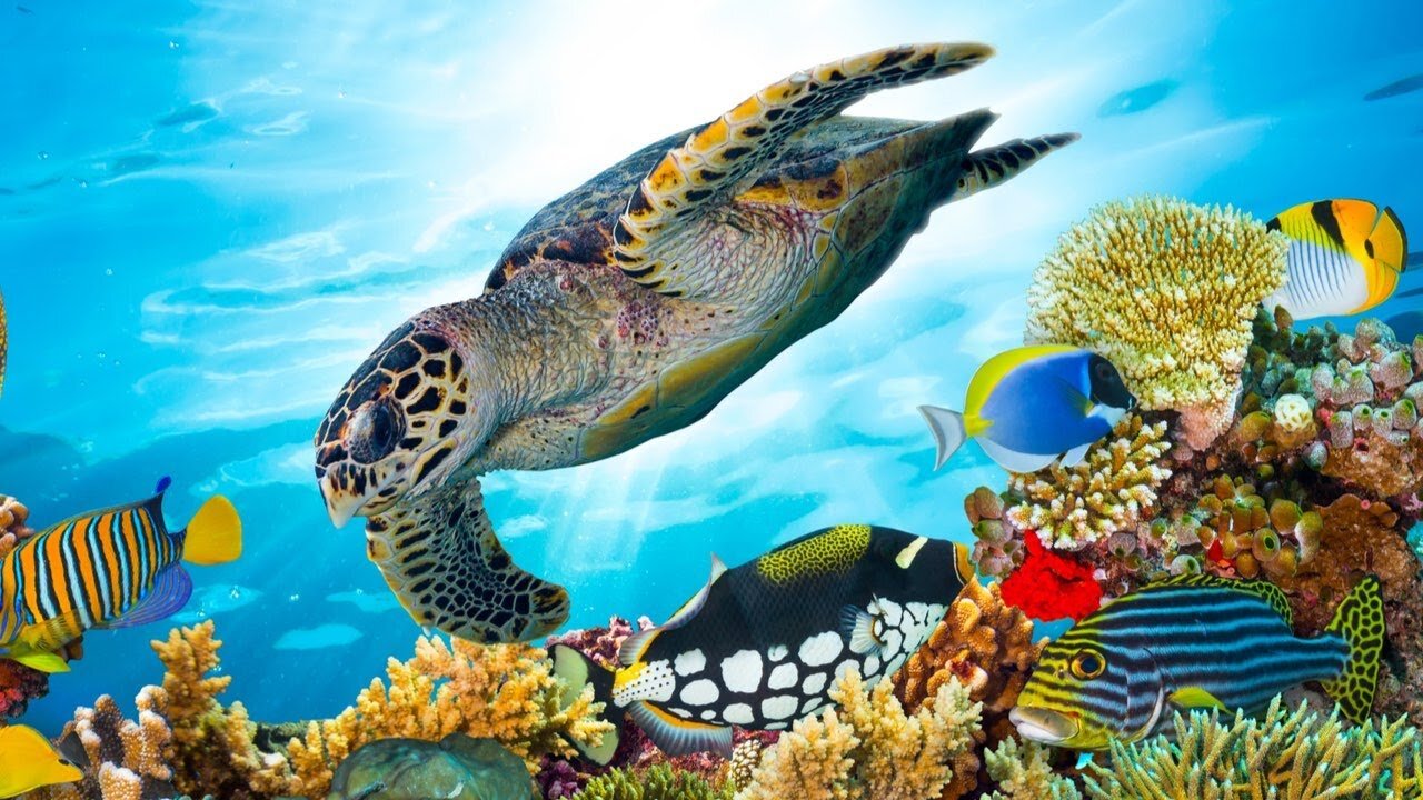 Beautiful relaxing music, underwater tropical fish, coral reef and sea turtles