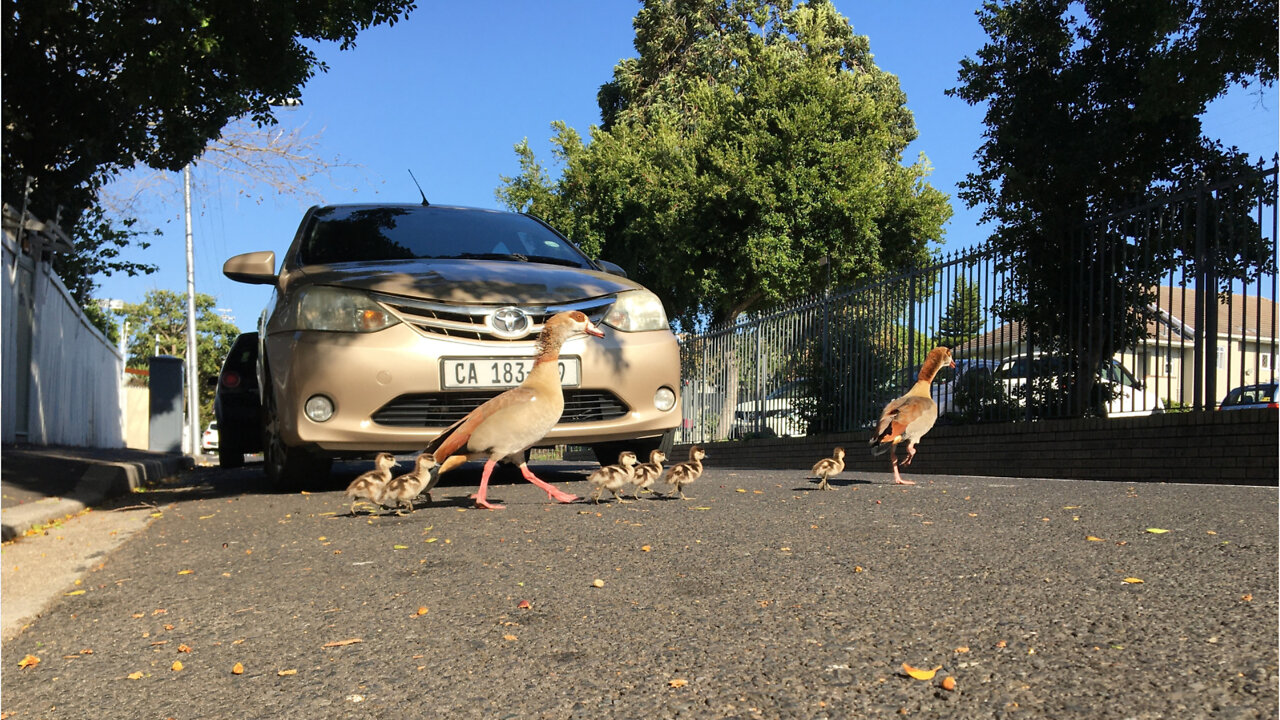 Egyptian Geese Family In Kenilworth