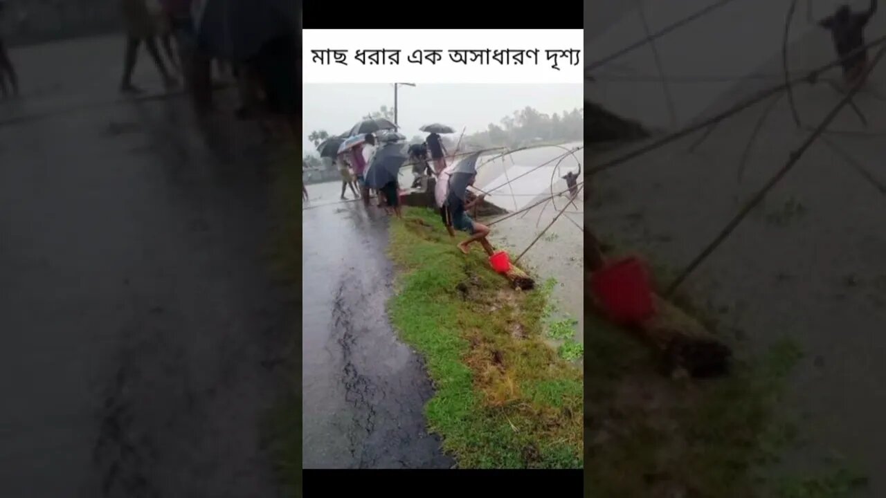 গ্রাম এলাকায় মাছ ধরারদৃশ্য