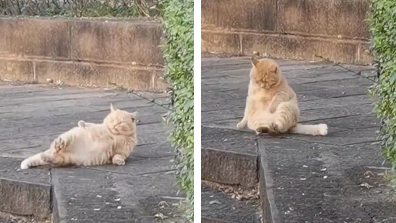 Fat cat struggling to clean himself