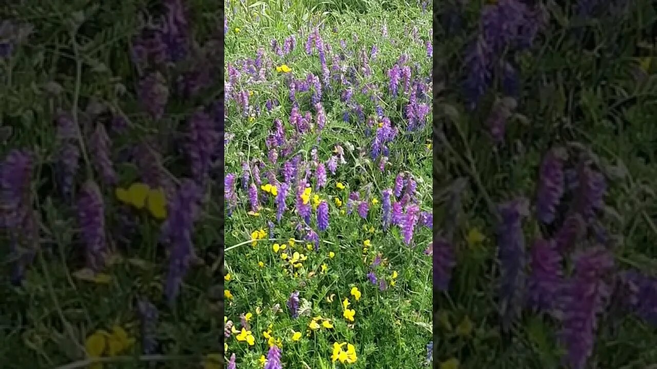 Bees 🐝 #farmlife #ohhighbud #strangedvlog