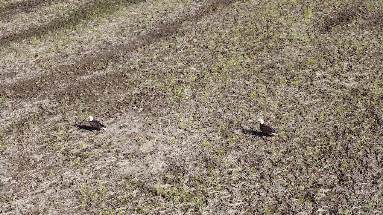 Eagles by the power plant