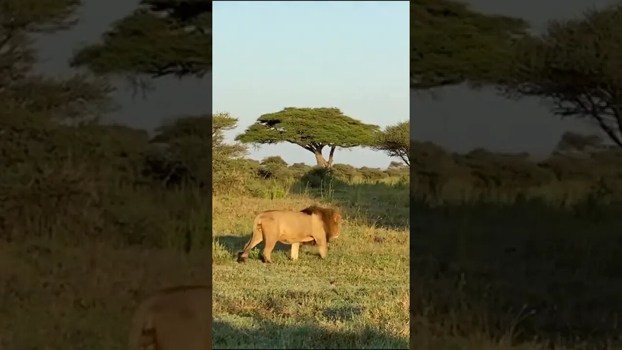 Why Do Male Lions Form Coalitions?🤔#shorts #safari #travel