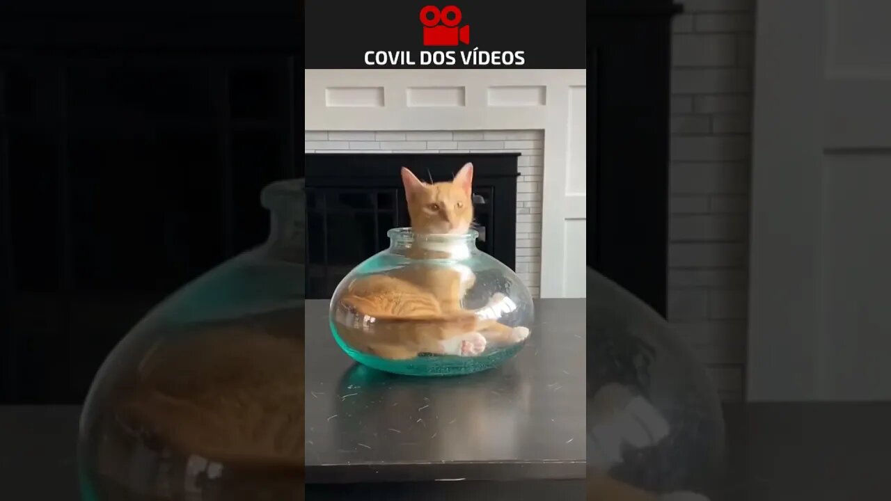 o gato peixe