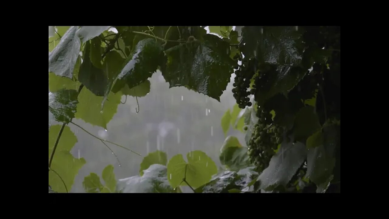 Tuscan Rain | Enjoy the Soothing Rain Sounds of an Italian Countryside Vineyard.