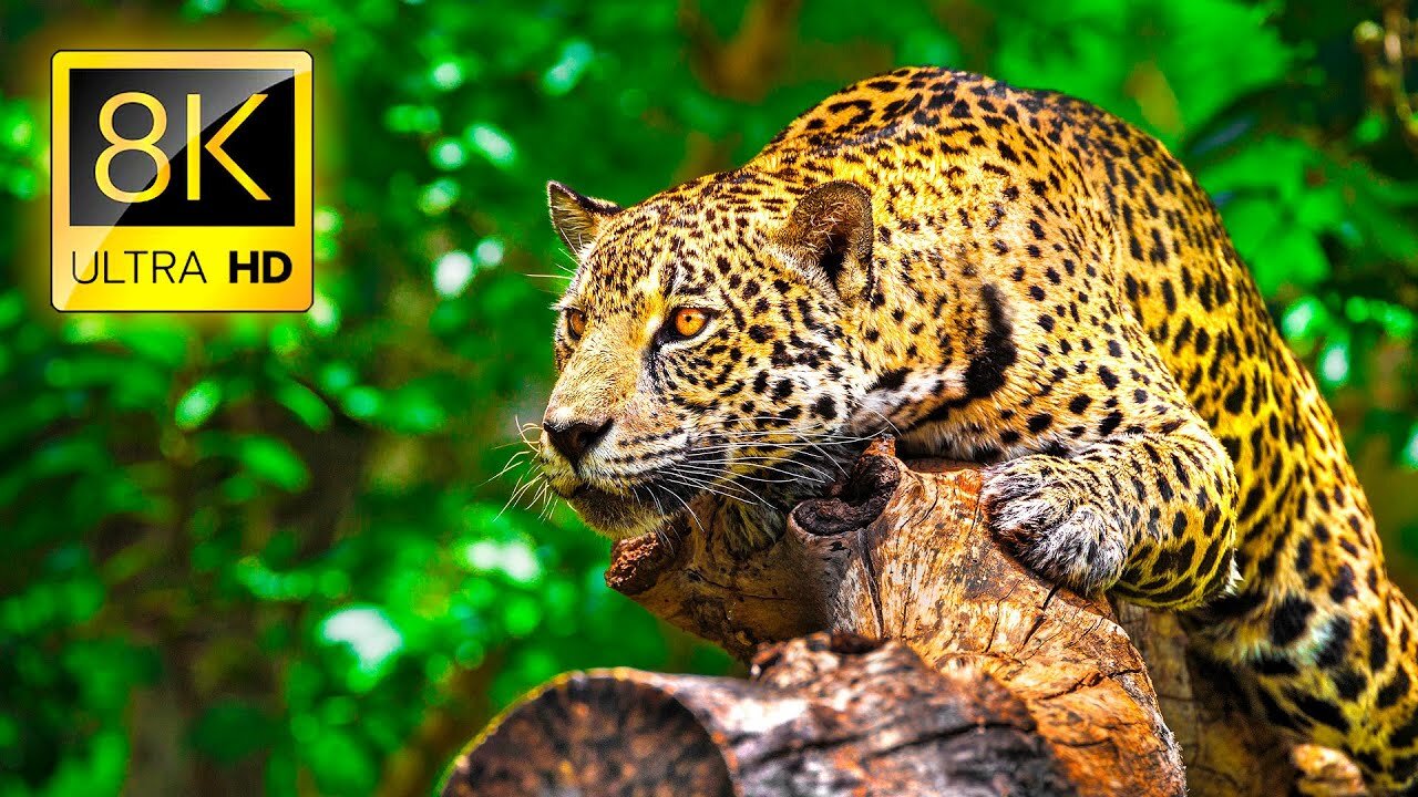 Animal Wild life Nature HD