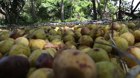 SOUTH AFRICA - Durban - Umthayi marula festival video's batch 2 (y8o)