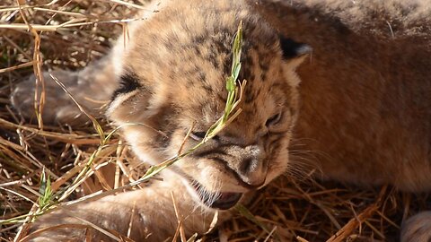 SWEET TIME with Mama lioness Lisa and her baby lion cub. Mum's a bit grumpy