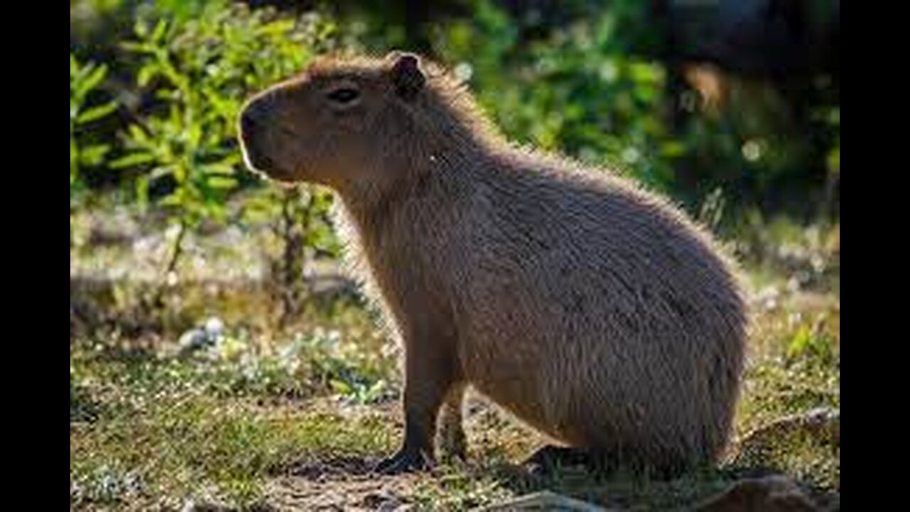 Top 5 Capybara