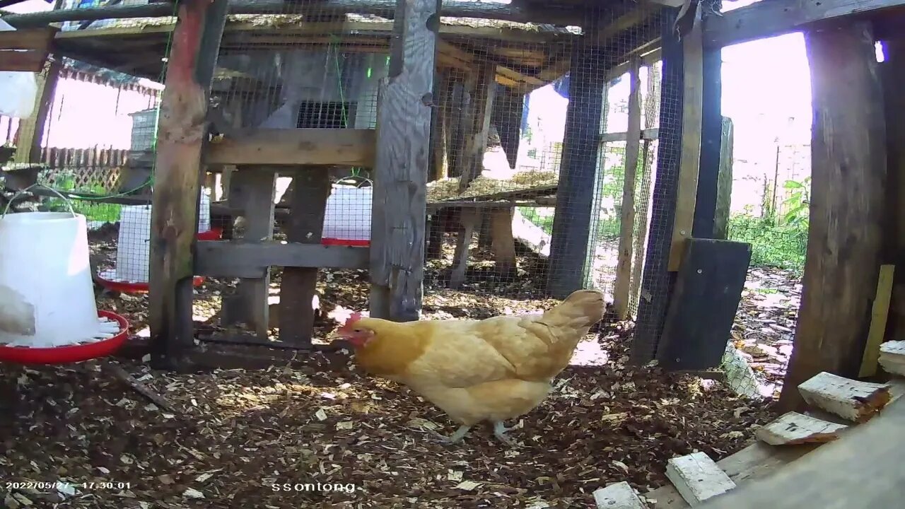 Betty Sue exits the Silkie sector