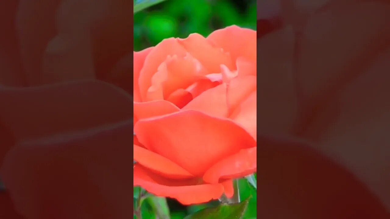 #flowerblooming#flowers#rose#nature#amazing#naturelovers#naturephotography