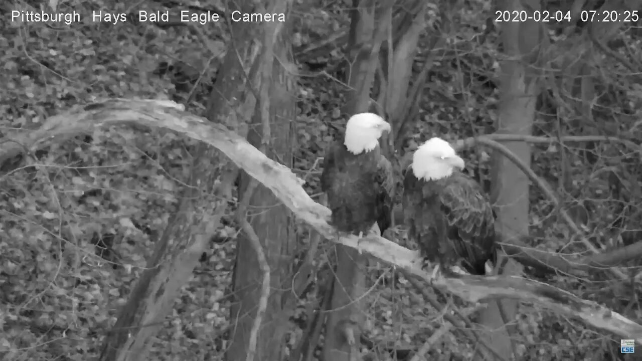 Hays Eagles Nest Deer passes by 242020 720
