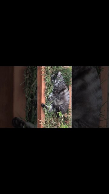 Cute cat sleeping in a pot plant in the sun