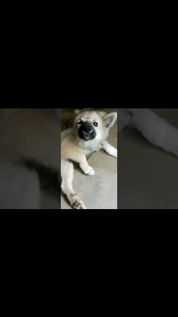 cute dog status for whatsapp ❤️🥰| pomeranian dog status 😍| #dogs #shorts #puppy