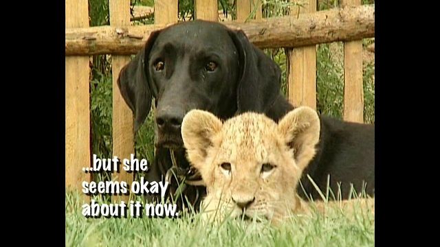 Dog Adopts Lion