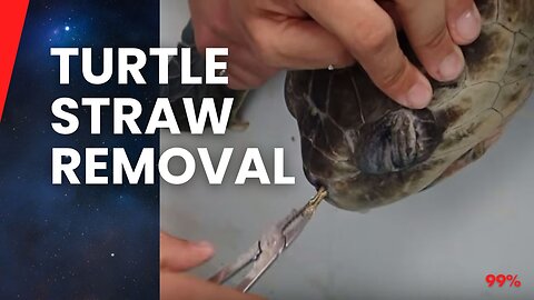 Heartbreaking Rescue: Turtle's Plastic Straw Nightmare Finally Ends!