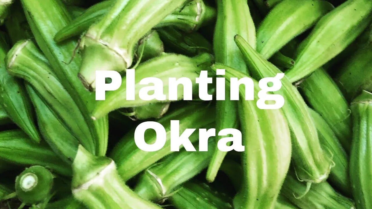 Finally Planting Okra!